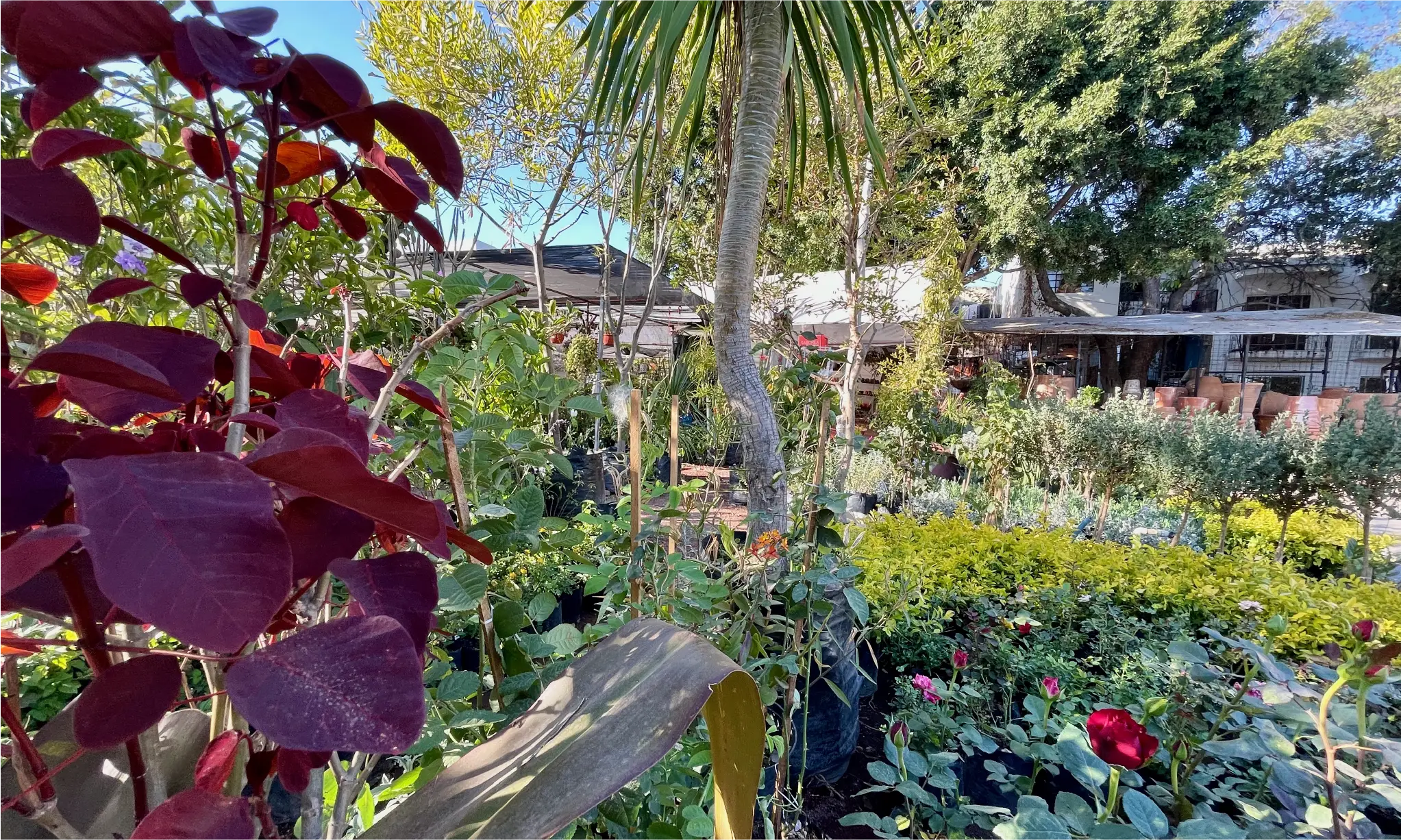 Vivero Sant Antonio 7