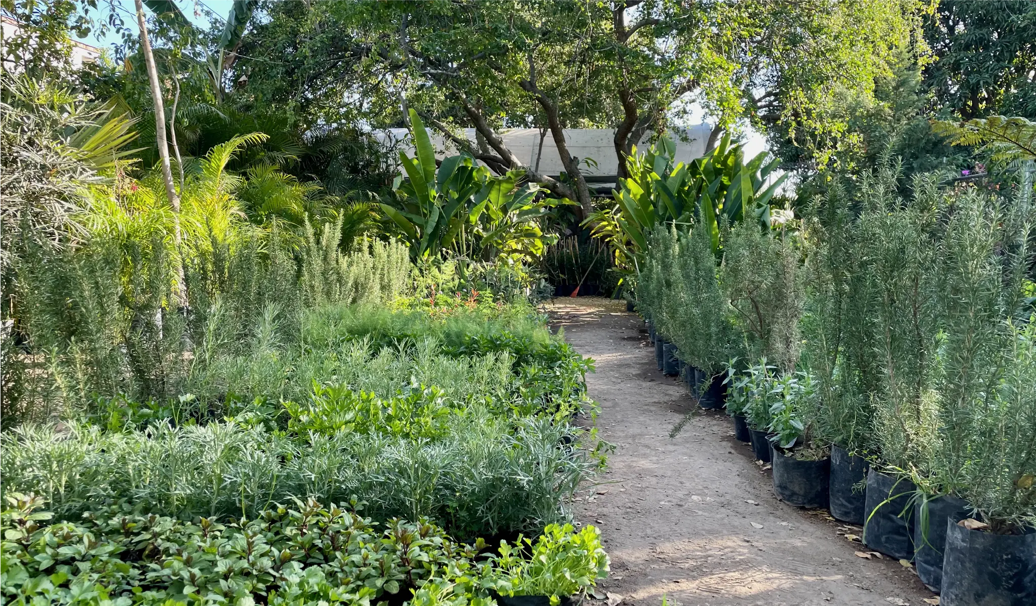 Vivero Sant Antonio 8