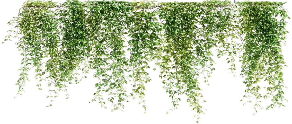 Ubicacion Plantas Vivero San Antonio Ajijic