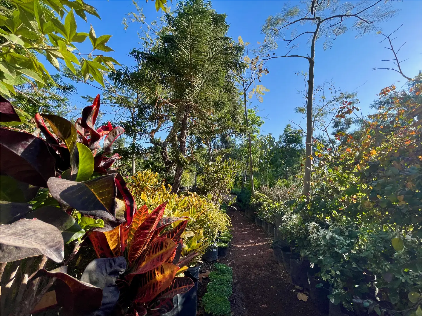 El Vivero Vivero San Antonio