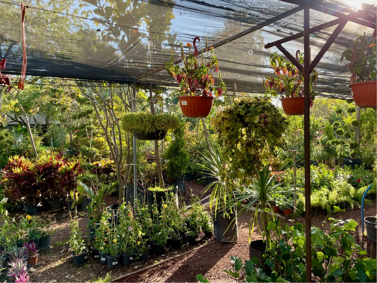 Flores Vivero San Antonio